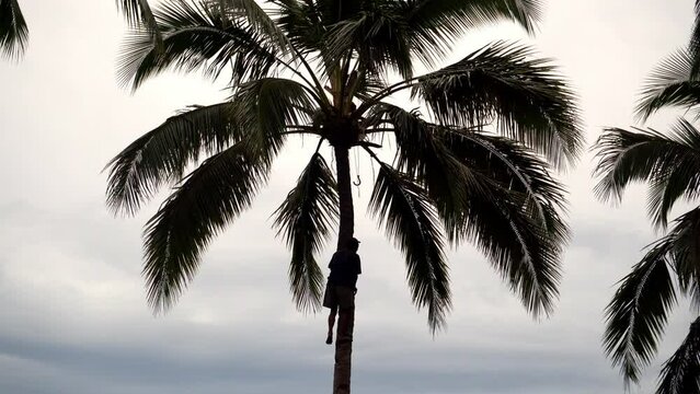 Silhouette of man climbing trunk on tall coconut palm decorated with large green leaves in rainforest