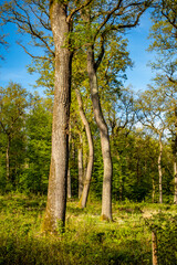 Mischwald im Frühjahr