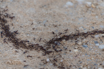 Army ants, African safari ants, Dorylus