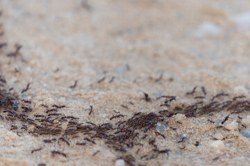 Army ants, African safari ants, Dorylus