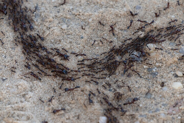 Army ants, African safari ants, Dorylus