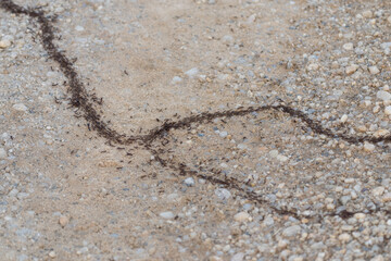 Fototapeta na wymiar Army ants, African safari ants, Dorylus