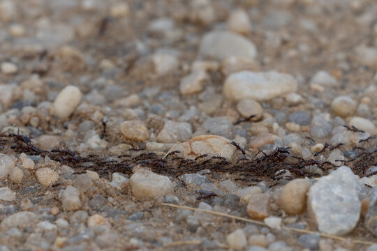 Army ants, African safari ants, Dorylus