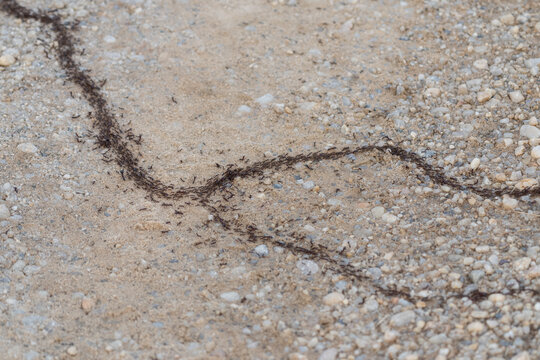 Army ants, African safari ants, Dorylus