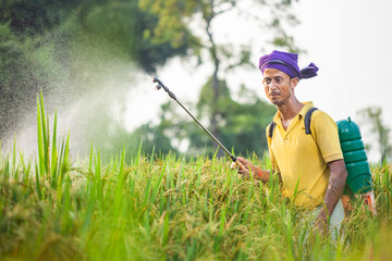 indian farmer practicing non-organic paddy farming by using fertilizer in the cereal crops field