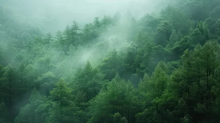 Fotobehang This atmospheric image captures a serene forest scene enveloped in mist, with light filtering through the dense canopy of lush green trees © Matthew