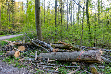 Gefällte Bäume im Wald