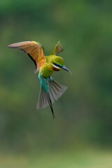 Blue tailed bee eater in flight 