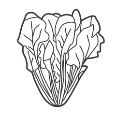 Linear icon of spinach. Black and white vector illustration.
