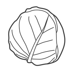 Linear icon of cabbage. Black and white vector illustration.