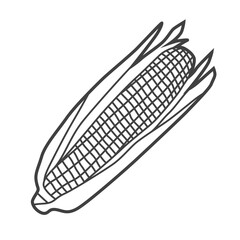 Linear icon of corn. Black and white vector illustration.