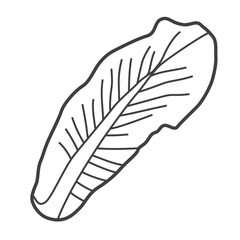 Linear icon of lettuce. Black and white vector illustration.
