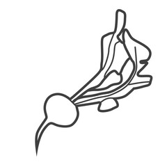 Linear icon of radish. Black and white vector illustration.