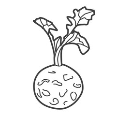 Linear icon of celery root. Black and white vector illustration.