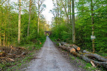 Gefällte Bäume im Wald