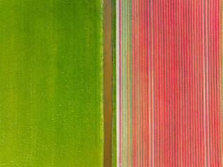 Drone view of a field of tulips. Landscape from the air in the Netherlands. Rows on the field. View from above. Agriculture and growing plants. Natural background. - 785729846