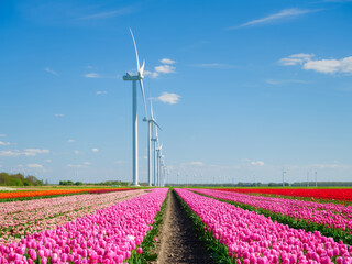 Field with tulips and wind turbines. A wind generator in a field in the Netherlands. Green energy production. Landscape with flowers at the day time. Photo for wallpaper and background. - 785730009