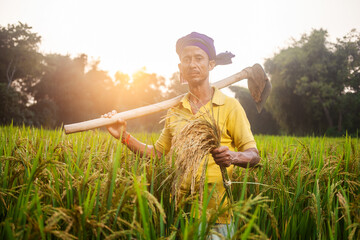 rural senior farmer doing organic farming and holding a garden hoe