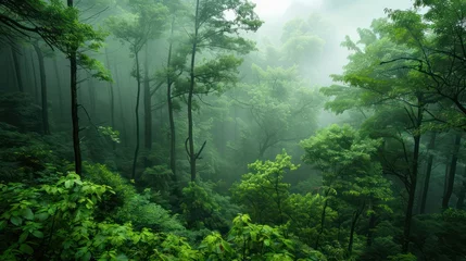 Fotobehang A tranquil forest scene enveloped in mist, showcasing the lush greenery and the serenity of nature The image captures the essence of a peaceful, mystical forest atmosphere © Matthew