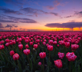 Netherlands. A field of tulips during sunset. Rows on the field. Landscape with flowers during...