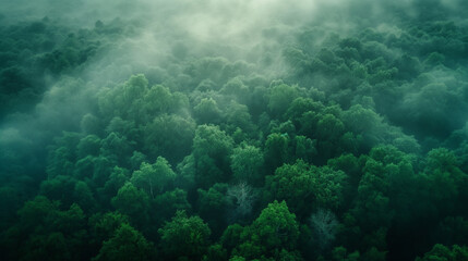 Fototapeta na wymiar Enchanted Forest in Mist