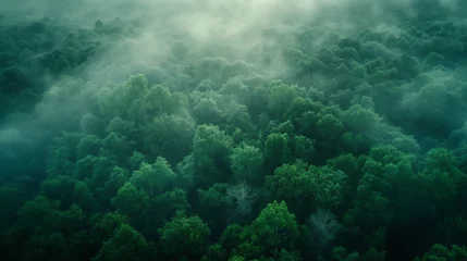 Keuken spatwand met foto Enchanted Forest in Mist © PixelGuru