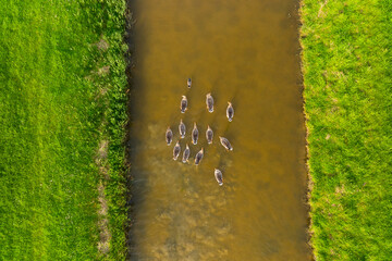 Ducks in the wild. Birds on the river during sunset. The ducks are swimming down the river. View from drone. Flying and waterfowl species of birds. Photo for wallpaper or background.