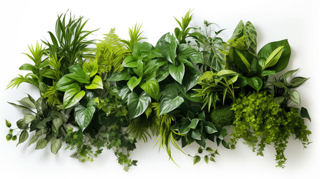 Plantes, fleurs et v&eacute;g&eacute;taux. Fond blanc avec espace vide de composition pour cr&eacute;ation et conception graphique. Feuilles, branchage, nature, tropical.
