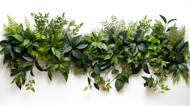 Plantes, fleurs et v&eacute;g&eacute;taux. Fond blanc avec espace vide de composition pour cr&eacute;ation et conception graphique. Feuilles, branchage, nature, tropical.