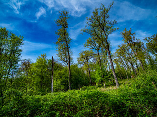 Mischwald im Frühjahr