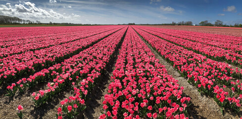 Tulip fields. Spring. Tulipbulbs. Julianadorp Noord Holland Netherlands. Panorama.