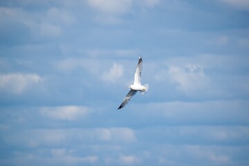 Seagull In Flight With Blue Sky And White Clouds In The Background