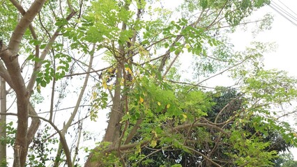 bird nest on tree