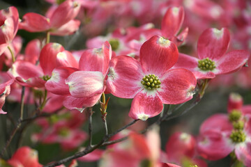 Fototapeta na wymiar Pink dogwood tree blooming in the spring season