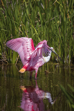 Roseate Spoonbill standing in water with wings out