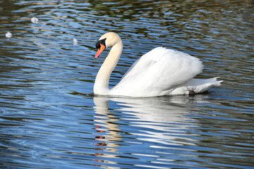 Swan in water with a reflection
