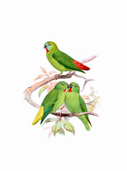 Bird art. Vintage-style Parrot illustration.