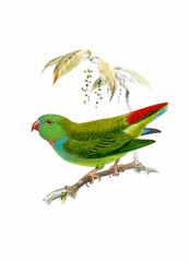 Bird art. Vintage-style Parrot illustration.