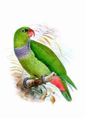 Bird art. Vintage-style Parrot illustration.