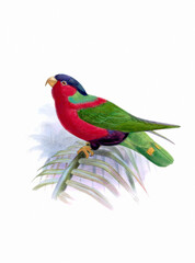 Bird art. Vintage-style Parrot illustration.