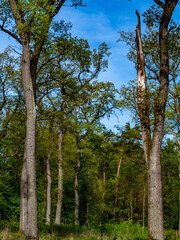 Beschädigter Baum im Wald