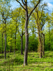 Mischwald im Frühjahr
