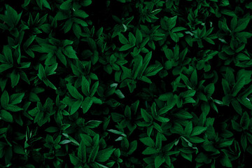 leafy background, wallpaper or texture