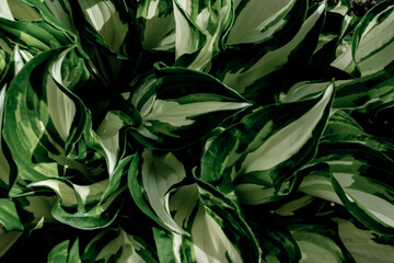leafy mosaic for background or texture
