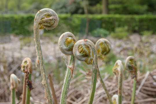 A bunch with brown tips. Royal Fern - Osmunda regalis are twisted and curled up, giving the impression of a dried up plant - Powered by Adobe
