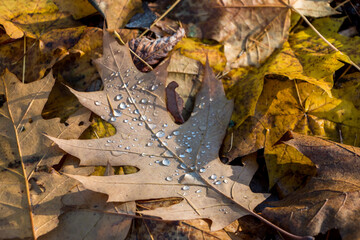 natural autumn background. raindrops close-up on a fallen oak leaf, yellow leaves lie on the ground,