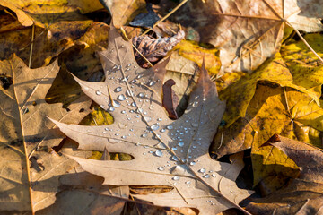 natural autumn background. raindrops close-up on a fallen oak leaf, yellow leaves lie on the ground,