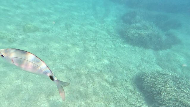 Saddled sea bream (Oblada melanura) swimming alone in the crystal clear turquoise waters of the Aegean, close to the surface. Underwater shot in 4K resolution.