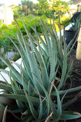 Aloe Vera plant in tropical garden