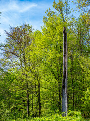 Fototapeta premium Beschädigter Baum im Wald